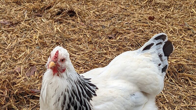 Oxon Cove Park & Oxon Hill Farm - Oxon Hill, MD