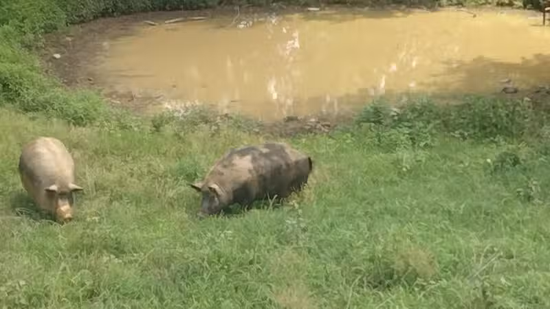 Oxon Cove Park & Oxon Hill Farm - Oxon Hill, MD
