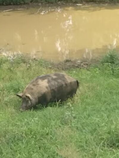 Oxon Cove Park & Oxon Hill Farm - Oxon Hill, MD