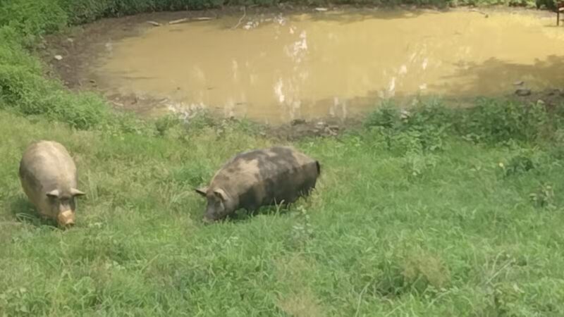 Oxon Cove Park & Oxon Hill Farm - Oxon Hill, MD