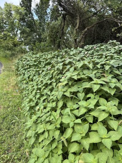 Oxon Hill Oxon Cove Trail - Oxon Hill, MD