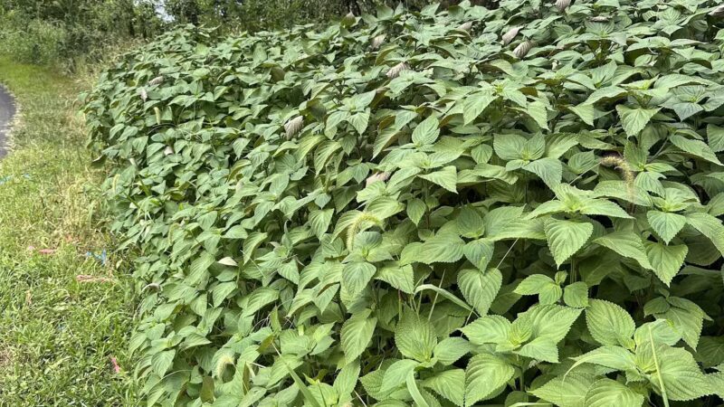 Oxon Hill Oxon Cove Trail - Oxon Hill, MD