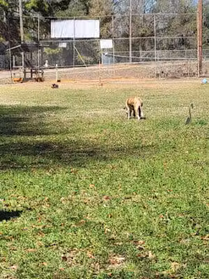 Beagle Stadium Dog Park - Ozark, AL