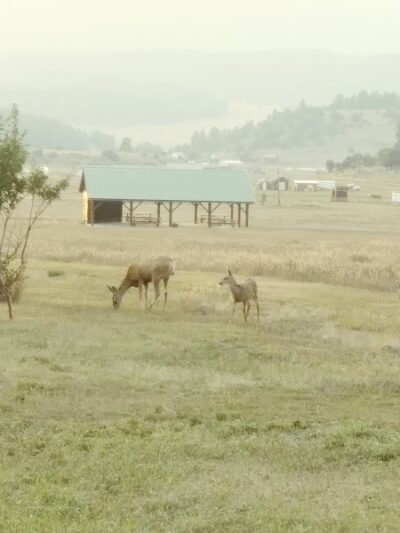Ute Dr Park - Pagosa Springs, CO