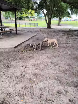 Holland Dog Park - Palm Coast, FL