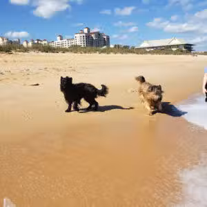 Old Salt Park Dog Friendly - Palm Coast, FL