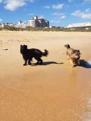 Old Salt Park Dog Friendly - Palm Coast, FL