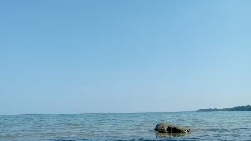 Delaware Park - Palms, MI