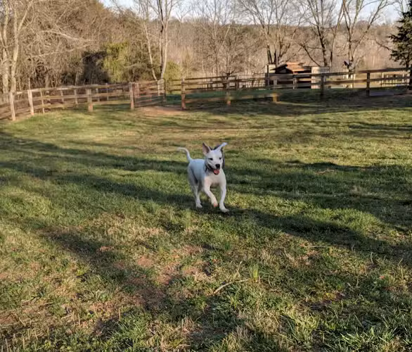 Pleasant Grove Dog Park - Palmyra, VA