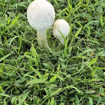 Morgan Creek Arboretum - Palo, IA