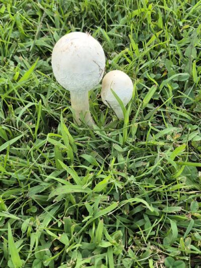 Morgan Creek Arboretum - Palo, IA