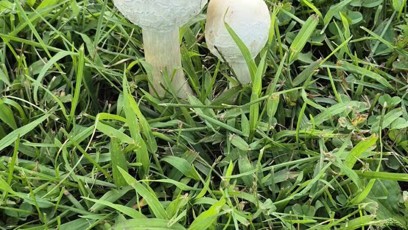 Morgan Creek Arboretum - Palo, IA