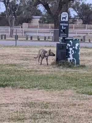 Hobart Street Dog Park - Pampa, TX