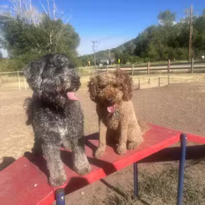 Willow Creek Dog Park - Park City, UT