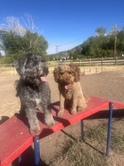 Willow Creek Dog Park - Park City, UT