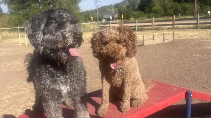 Willow Creek Dog Park - Park City, UT