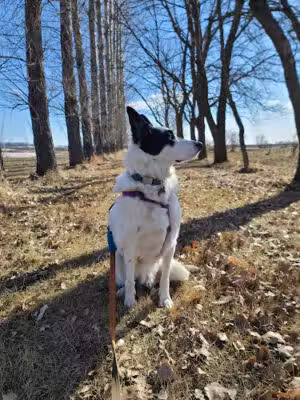 Golden Valley Veterinary Clinic - Park River, ND