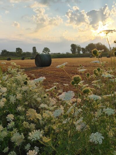 Big Marsh Wildlife Management - Parkersburg, IA