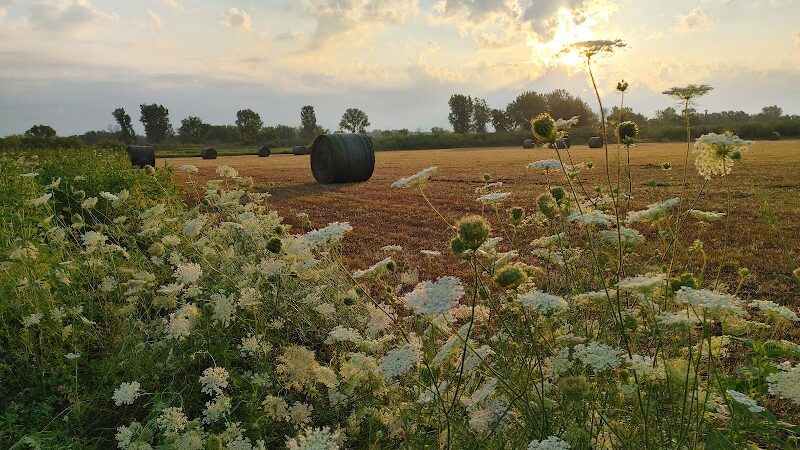 Big Marsh Wildlife Management - Parkersburg, IA