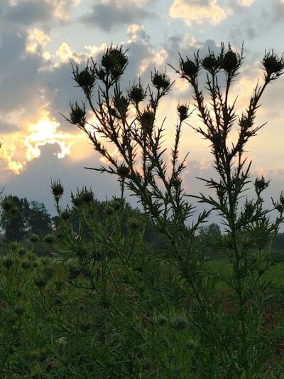 Big Marsh Wildlife Management - Parkersburg, IA