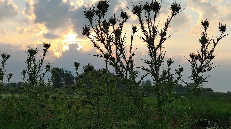 Big Marsh Wildlife Management - Parkersburg, IA