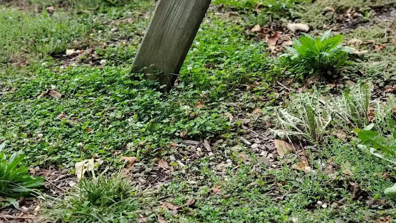 Groner Memorial Park - Parma,