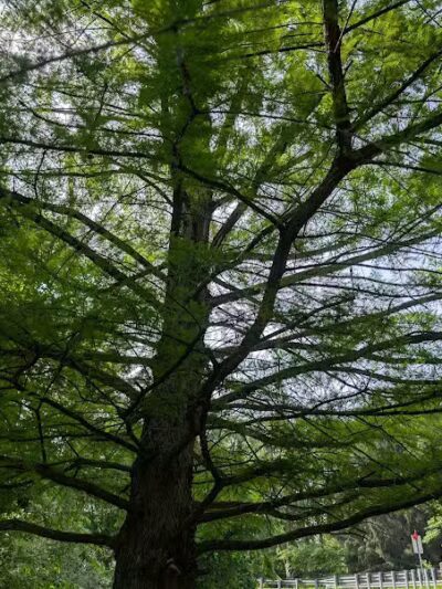 Minard Mills Jackson County Park - Parma,