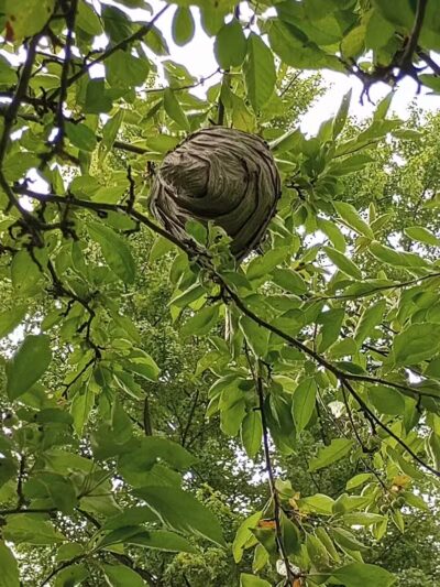 Minard Mills Jackson County Park - Parma,