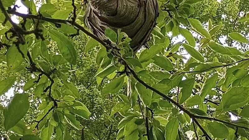 Minard Mills Jackson County Park - Parma,