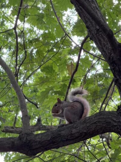 Veterans Memorial Park - Parsippany, NJ