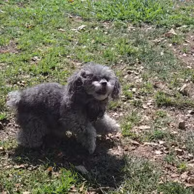 Alice's Dog Park - Pasadena, CA