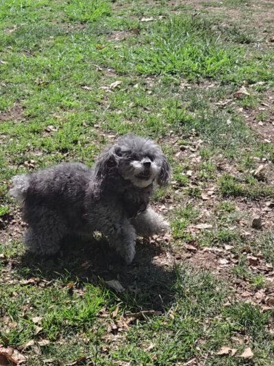 Alice's Dog Park - Pasadena, CA