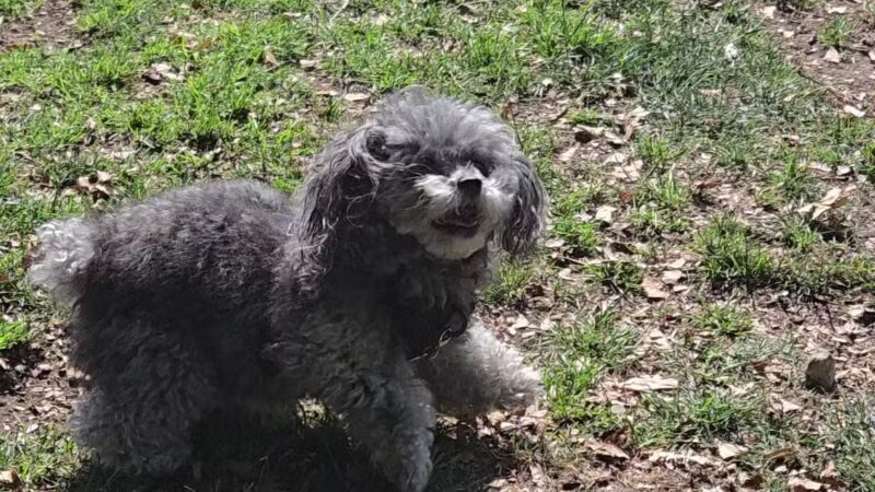 Alice's Dog Park - Pasadena, CA