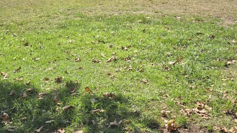 Alice's Dog Park - Pasadena, CA