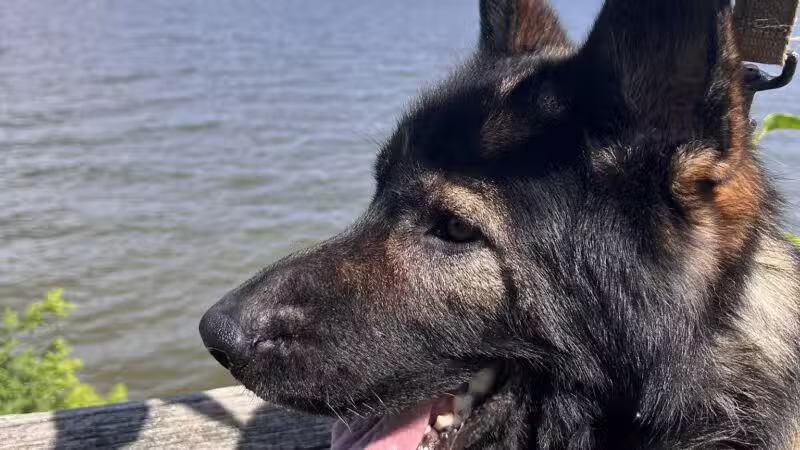 Downs Park Dog Beach - Pasadena, MD