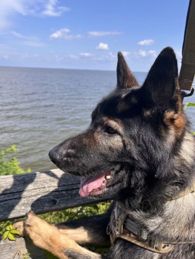 Downs Park Dog Beach - Pasadena, MD