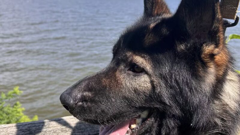 Downs Park Dog Beach - Pasadena, MD
