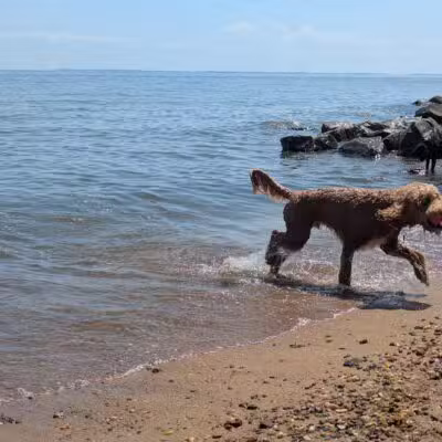 Downs Park Dog Beach - Pasadena, MD