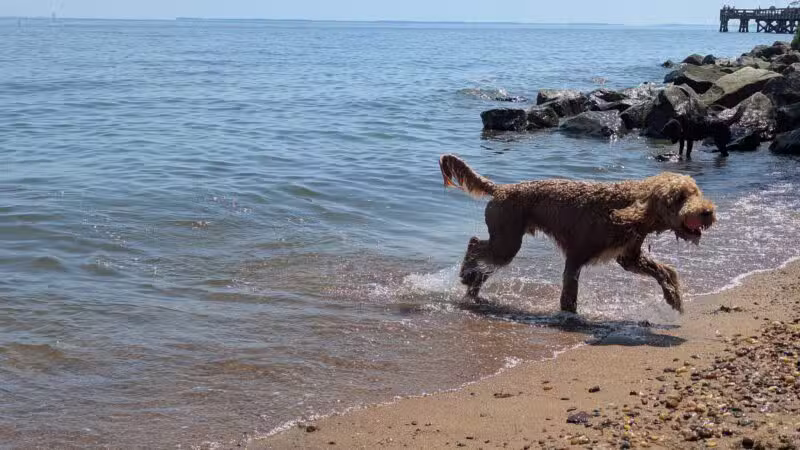 Downs Park Dog Beach - Pasadena, MD