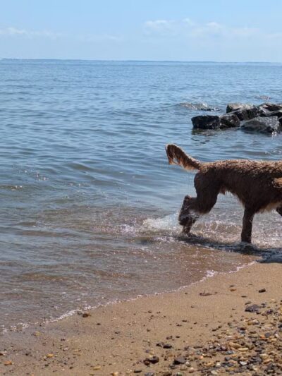 Downs Park Dog Beach - Pasadena, MD