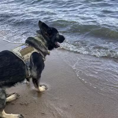 Downs Park Dog Beach - Pasadena, MD
