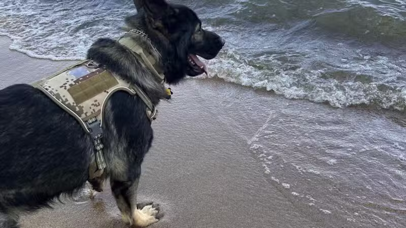 Downs Park Dog Beach - Pasadena, MD