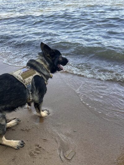 Downs Park Dog Beach - Pasadena, MD