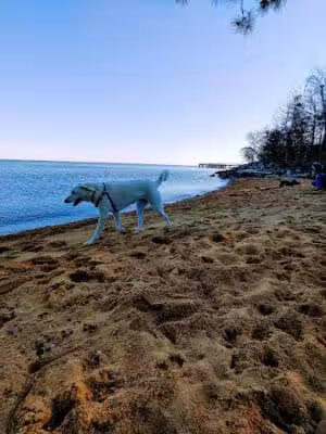 Downs Park Dog Beach - Pasadena, MD