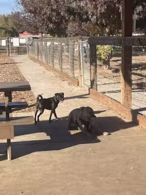 Sherwood Dog Park - Paso Robles, CA