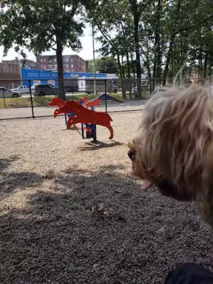 Armory Memorial Dog Park - Passaic, NJ