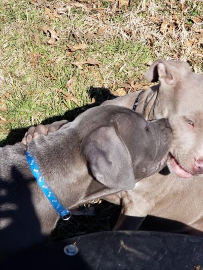 PAWS VALLEY DOG PARK - Pauls Valley, OK