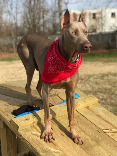 PAWS VALLEY DOG PARK - Pauls Valley, OK