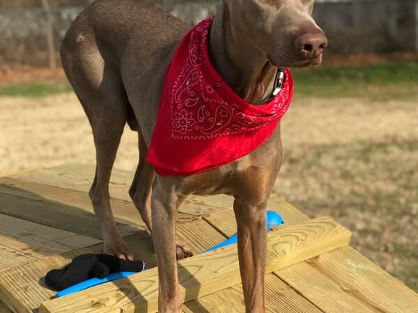 PAWS VALLEY DOG PARK - Pauls Valley, OK