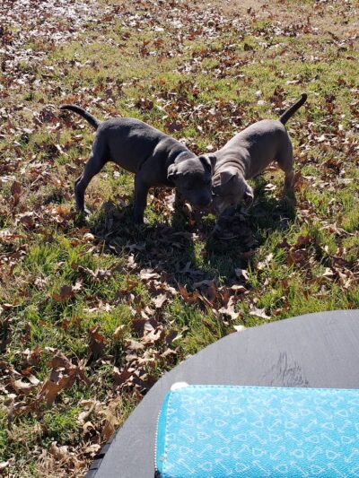 PAWS VALLEY DOG PARK - Pauls Valley, OK